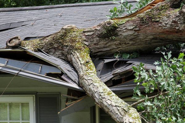 Cost of Storm Remediation in Carrollton